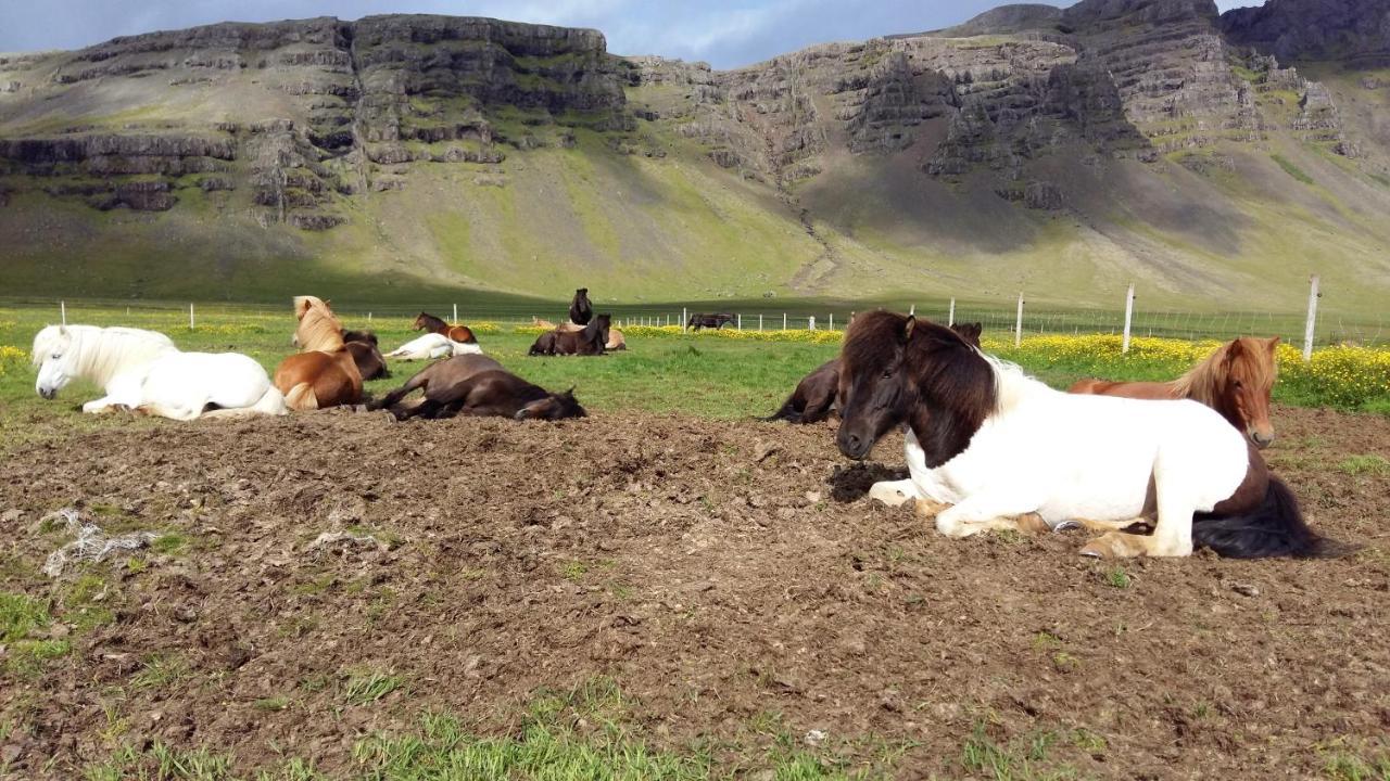 Laekjarhus Farm Holidays Borgarhöfn Zewnętrze zdjęcie