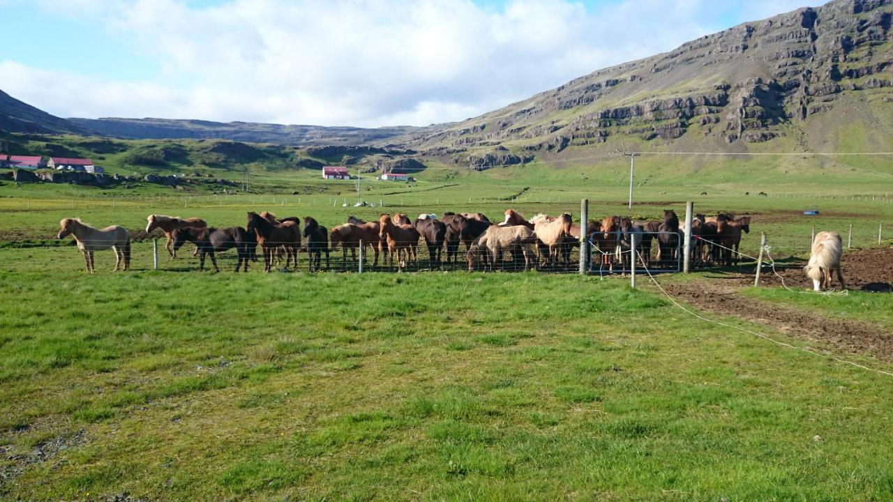 Laekjarhus Farm Holidays Borgarhöfn Zewnętrze zdjęcie